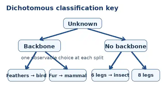 Dichotomous classification tree separating four organisms using observable characteristics