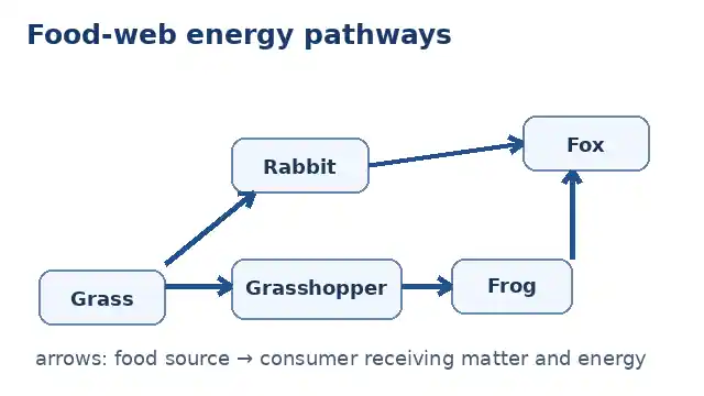 Food web showing grass feeding rabbit and grasshopper, grasshopper feeding frog, and rabbit and frog feeding a fox